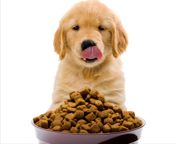 狗界中的贪吃排行,快看看你家狗是否榜上有名!