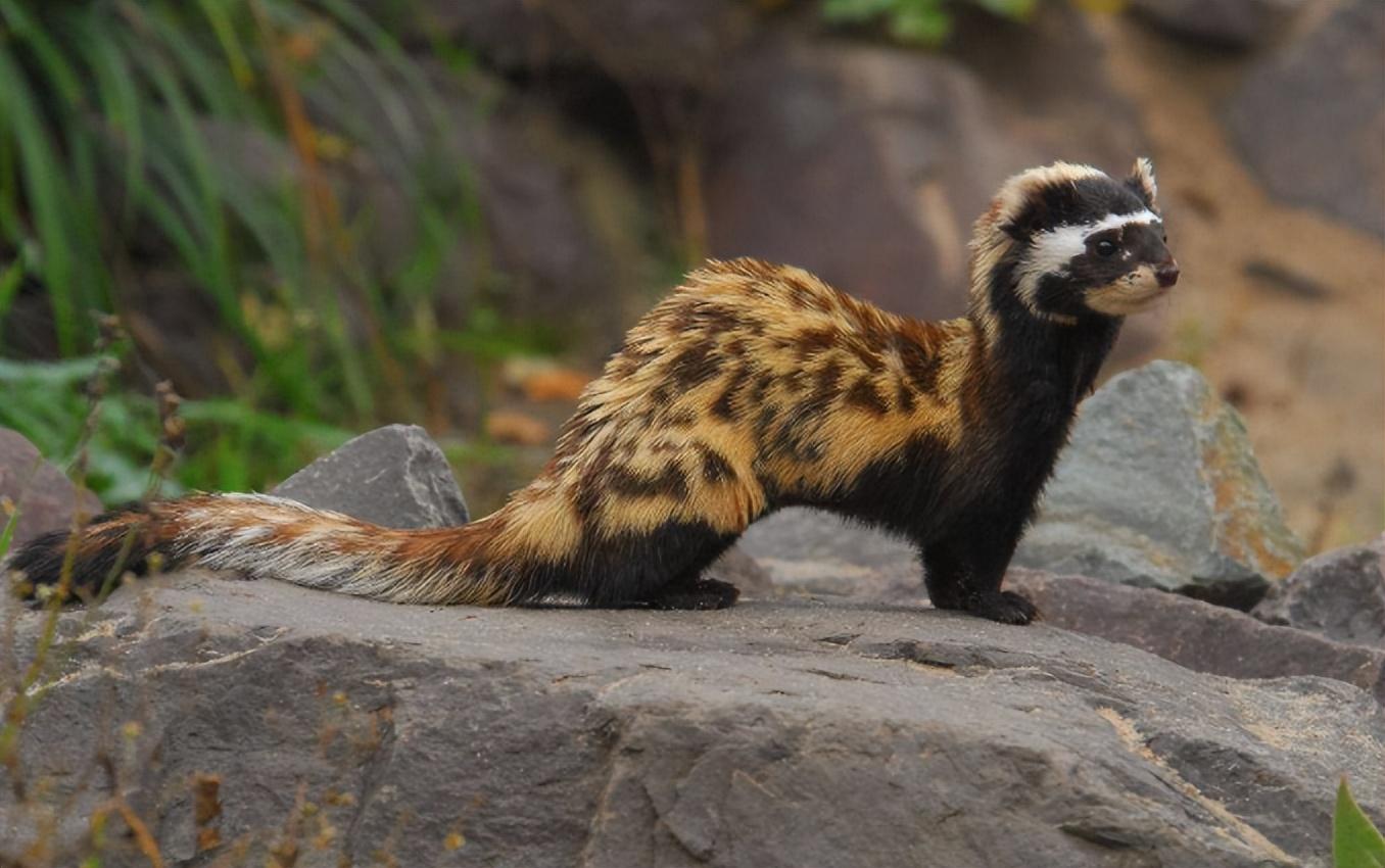 新疆发现平头哥"小弟",身穿"虎皮裙",一晚干掉十几窝老鼠!