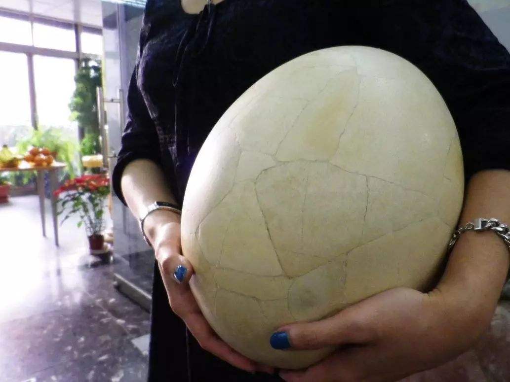 蛋比人头都大的象鸟没有天敌,它们为何在近代灭绝了?