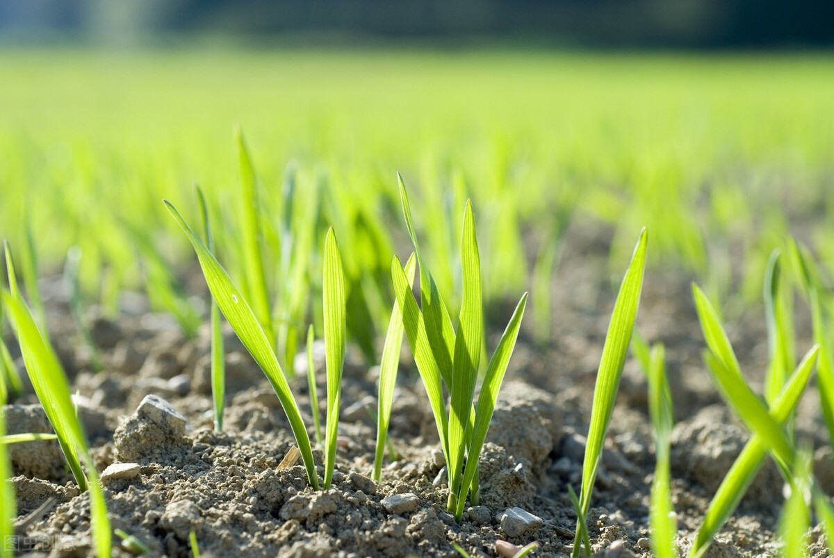 关于小麦除草剂,你想知道的都在这里了!