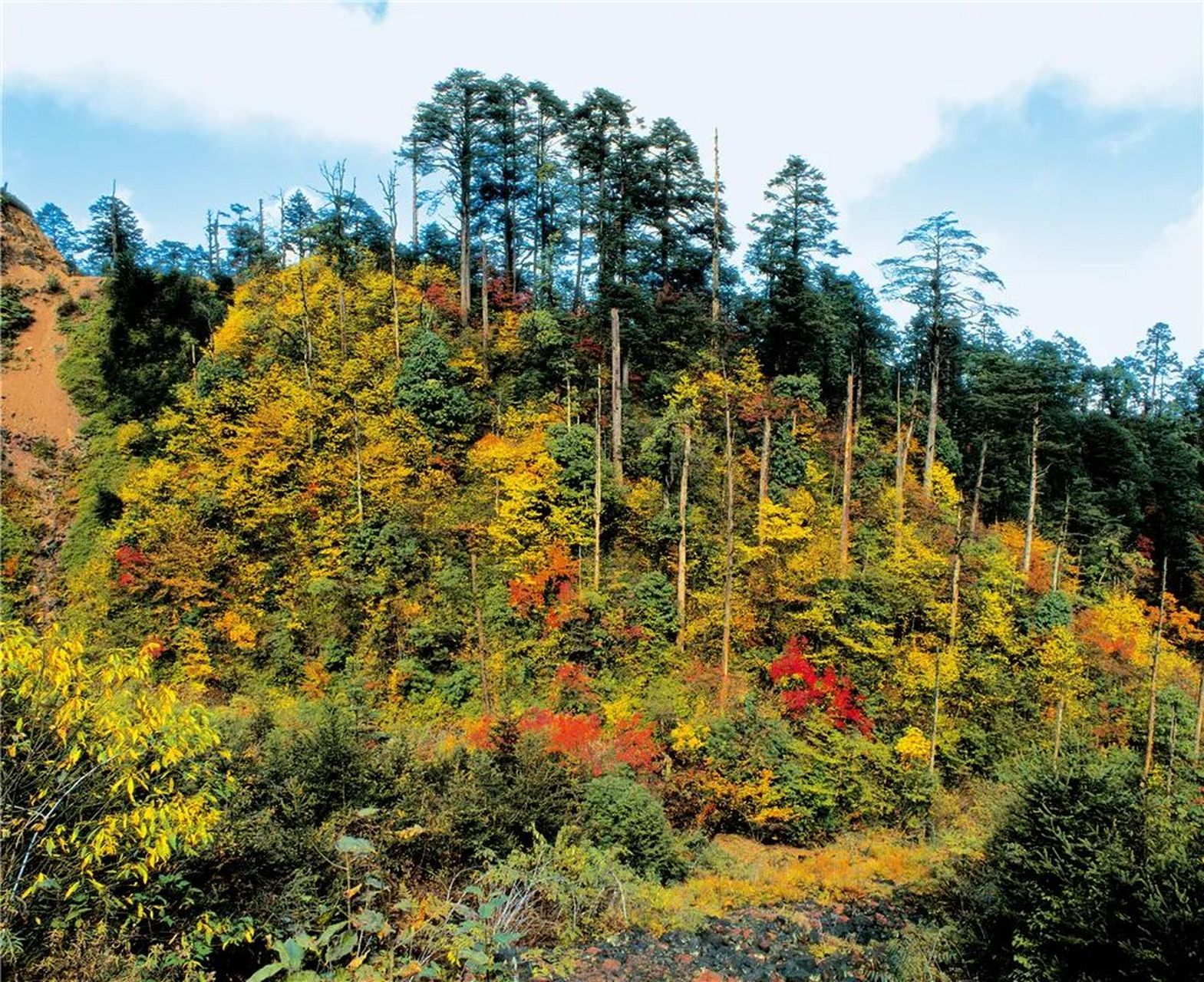 四川雅安龙苍沟国家森林公园,这里景色秀美,有着"小黄山"的美誉.