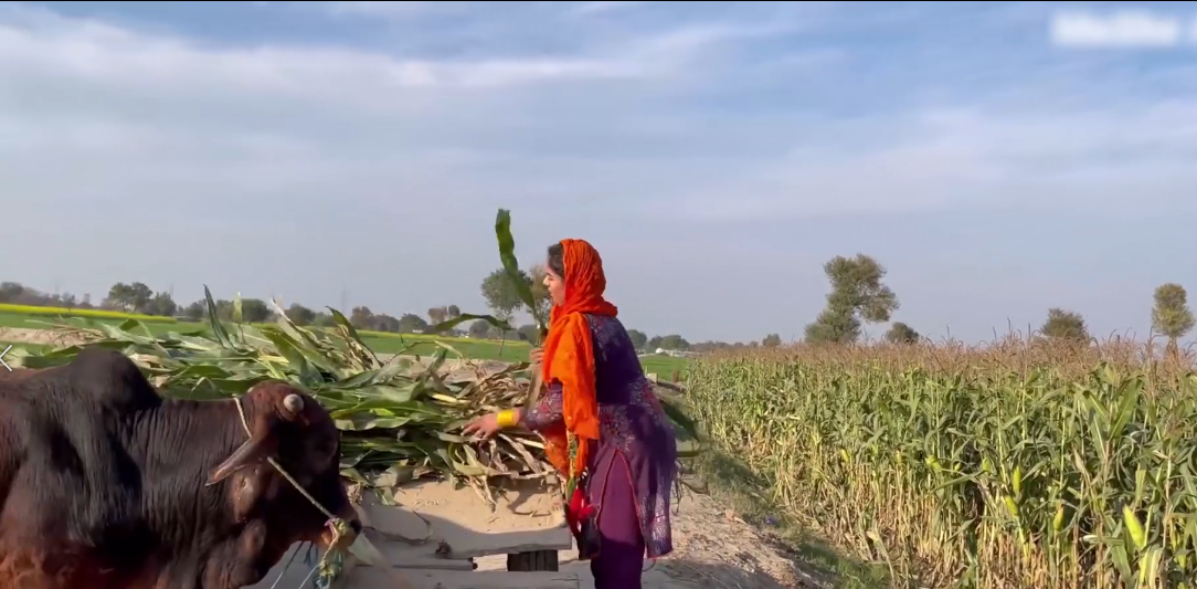 巴基斯坦的农村女孩,每天的生活离不开牛,照料牛比照料人更辛苦