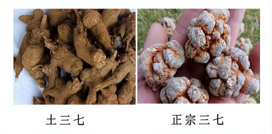 土田七图片功效与作用图片