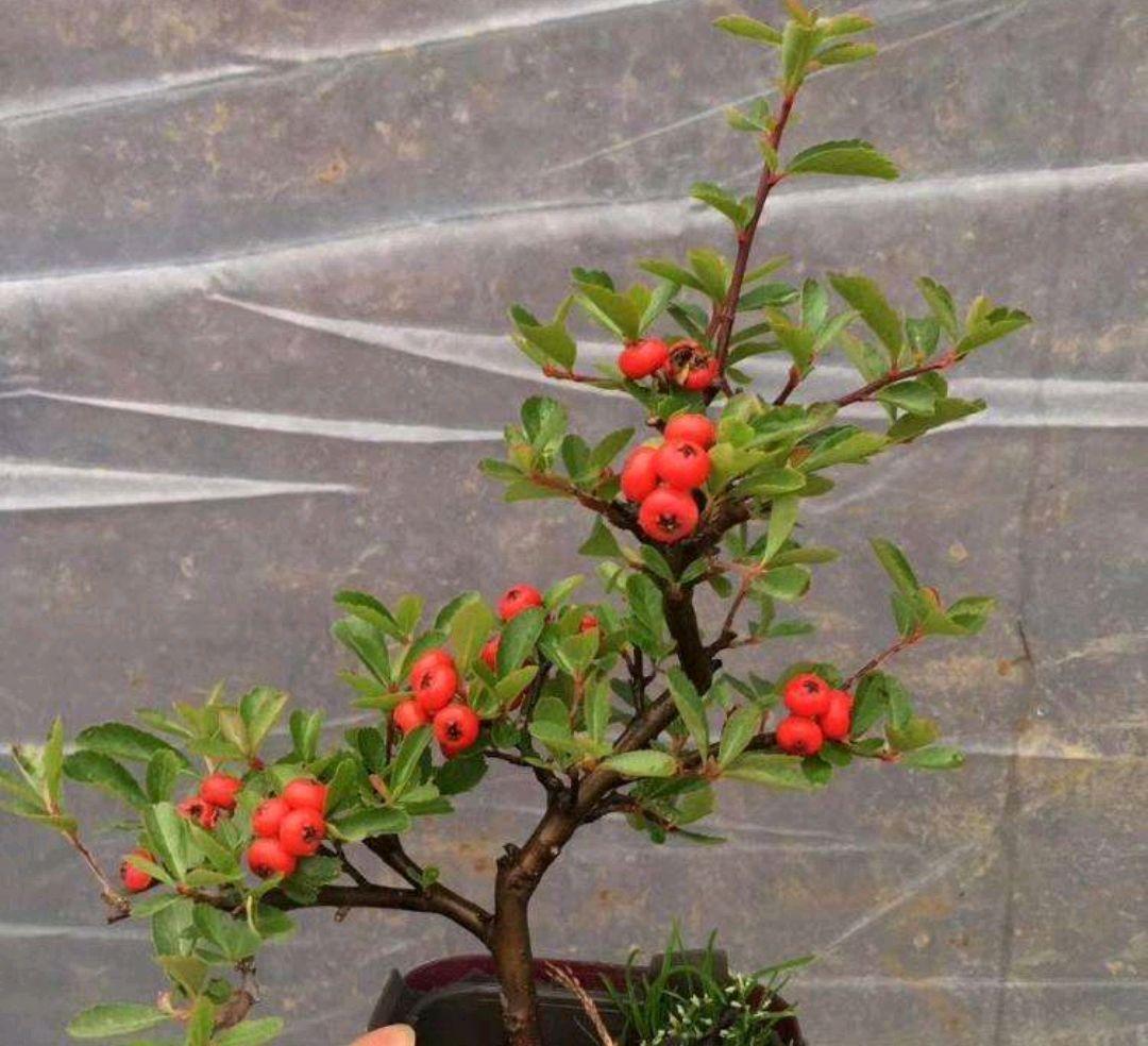 农村山上的1种树,人称"红子刺",是很好的盆景树,一起来看看