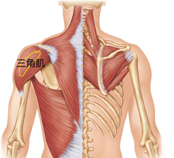 肩关节上的肌肉图片
