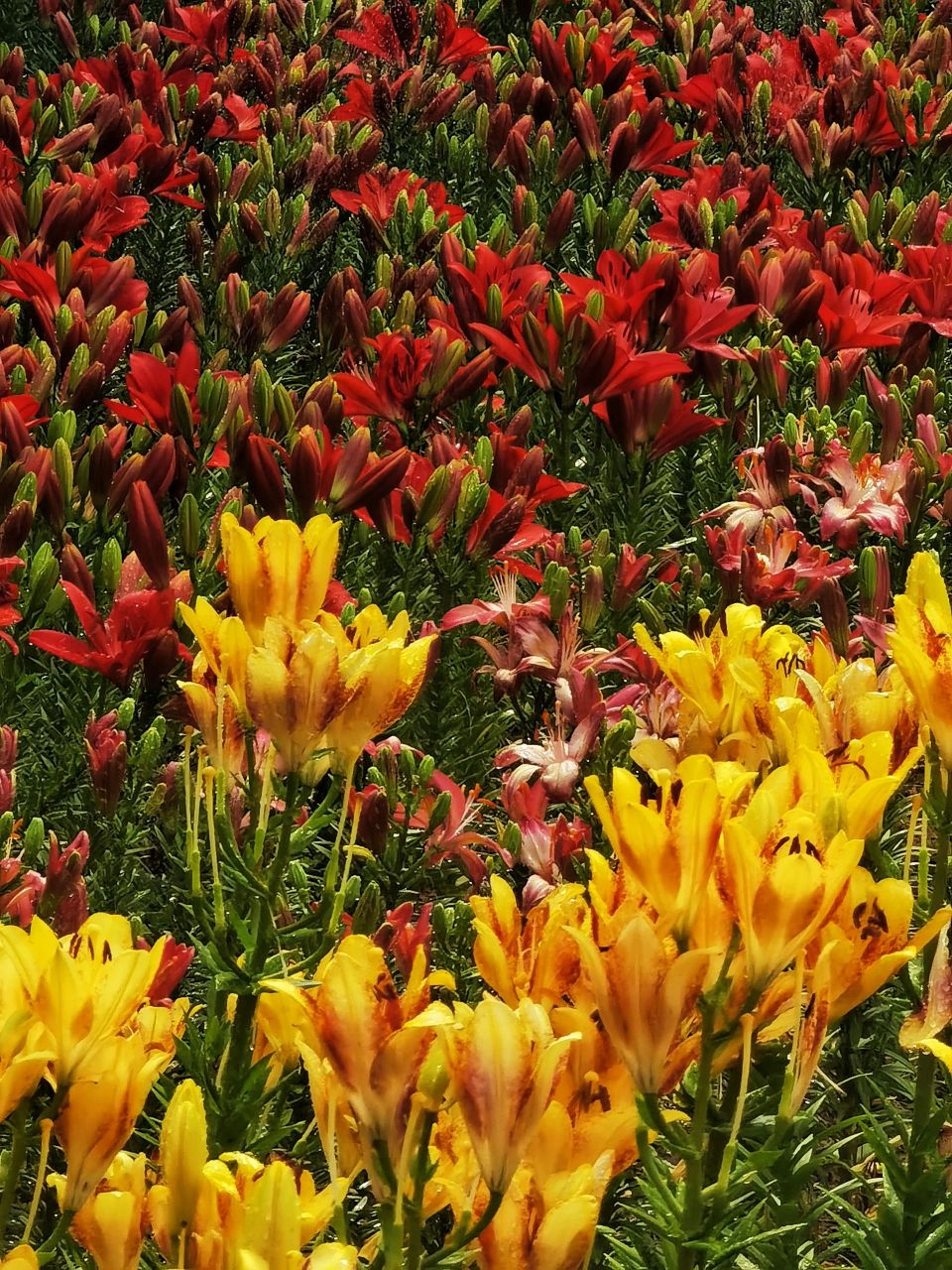 花乡公园百合花海盛放最详细路线指南  打卡北京花乡公园,这里的超