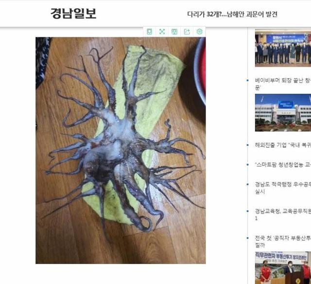 韩国渔民发现32条腿章鱼 专家表示将进行放射性测试