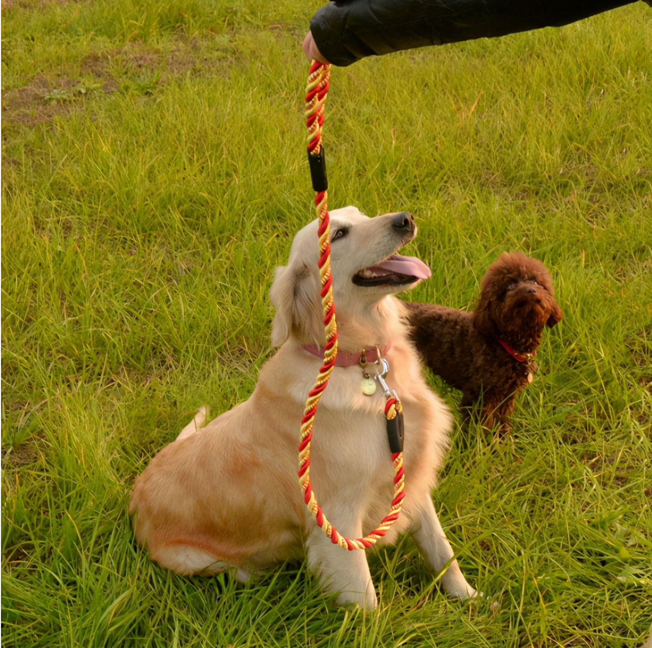 你遛狗好好牵着狗绳,偏偏路人来逗狗,他受惊吓后指责你该怎么办