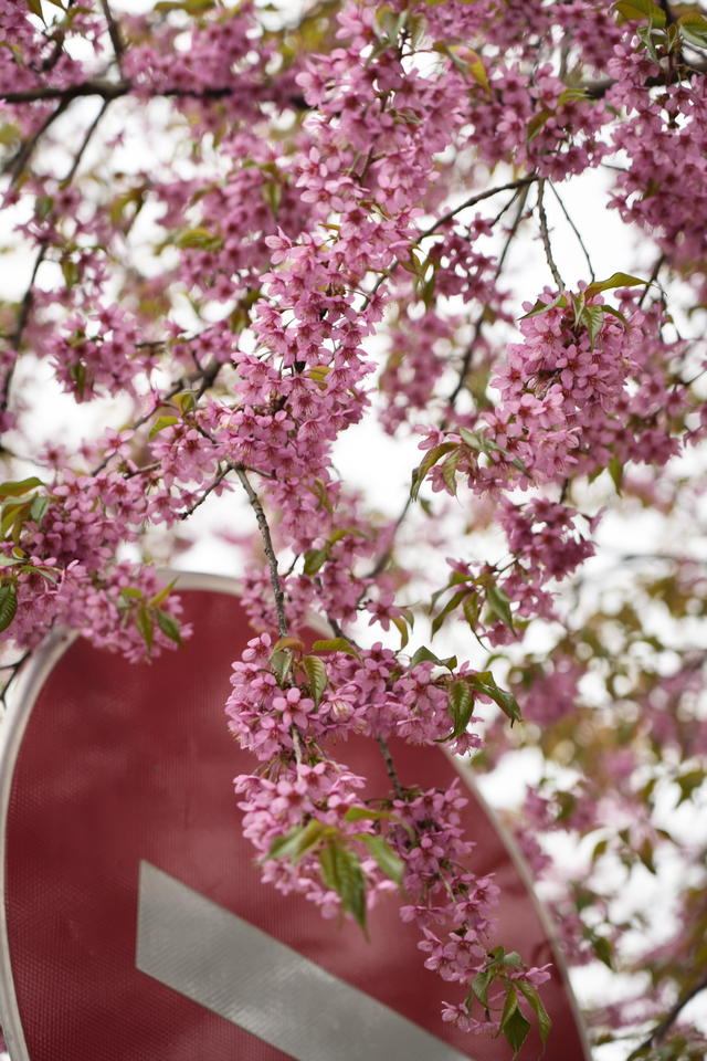 湿地樱花盛放 春日限定美景上线