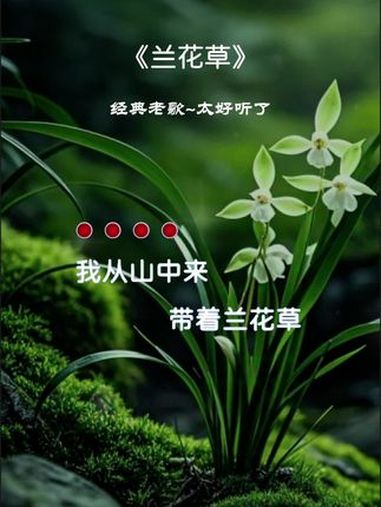 兰花草歌曲(兰花草歌曲视频)