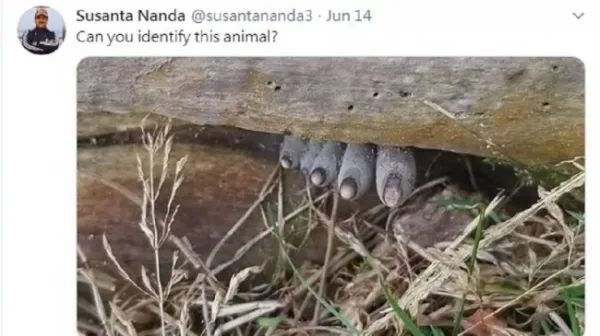 奇妙生物太吓人了！印度一男子爬山时发现疑似已发黑脚趾，结局却“反转”了?