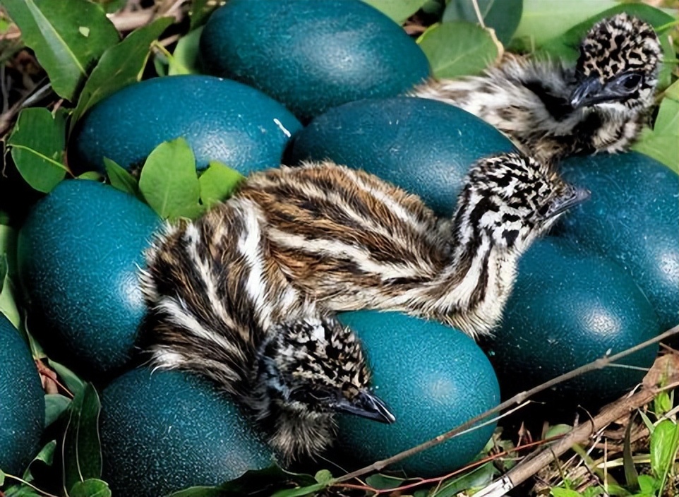 大学生返乡创业养鸸鹋寿命10年,3年成熟卖蛋一枚180,外表墨绿色