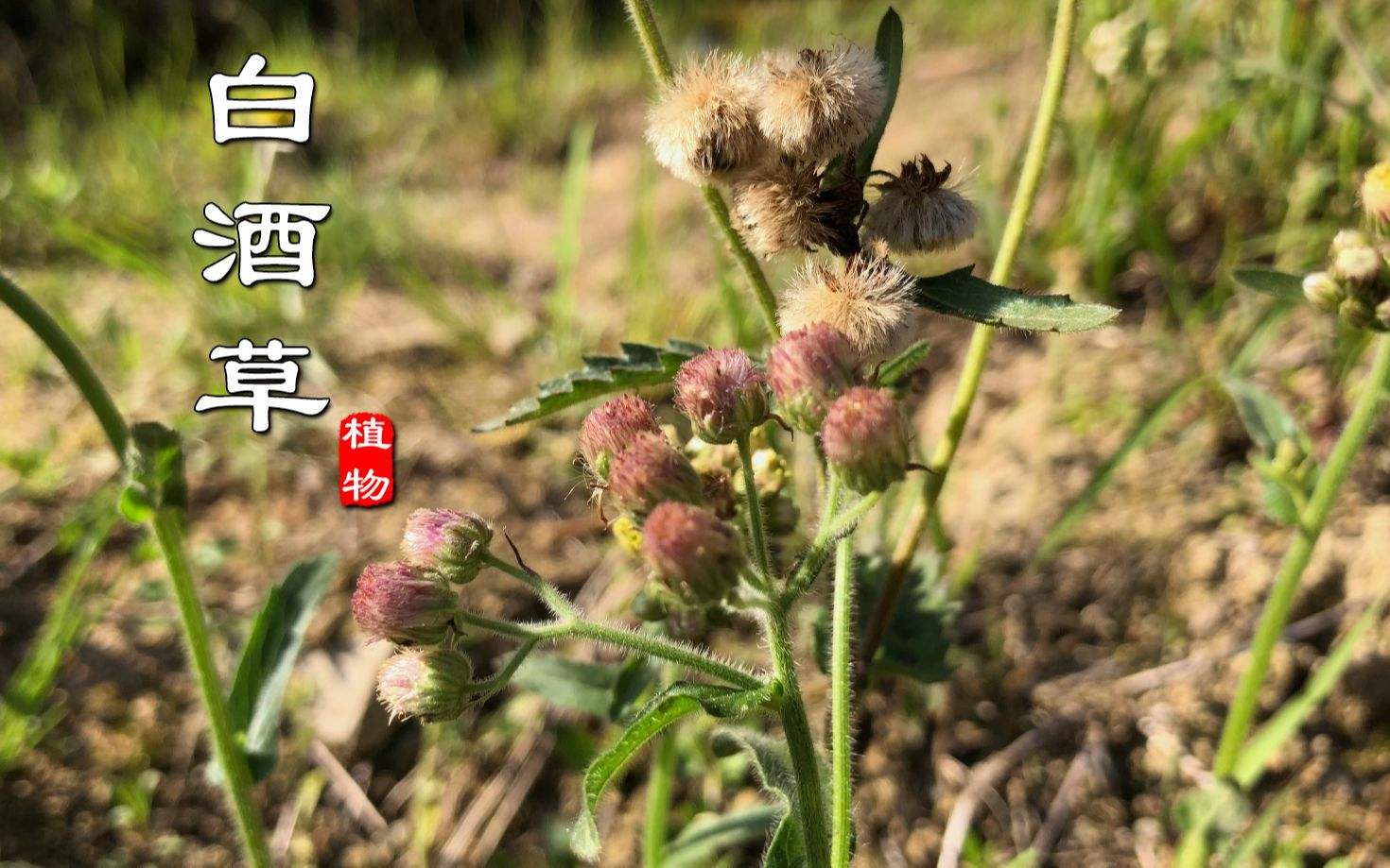 农村路边常见的白酒草,花像蒲公英,老人称为刀口药,价值珍贵