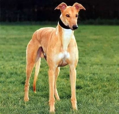 灵缇为什么禁养?