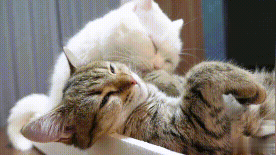 绝育了的小公猫,竟然会偷偷地在被子里打飞机