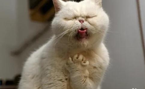 猫咪吐白沫子是什么原因,怎么办?