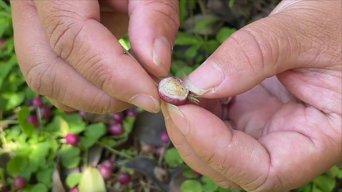 它的名字很奇特,叫铜锤玉带草,果实紫色非常漂亮,老人称祛湿草