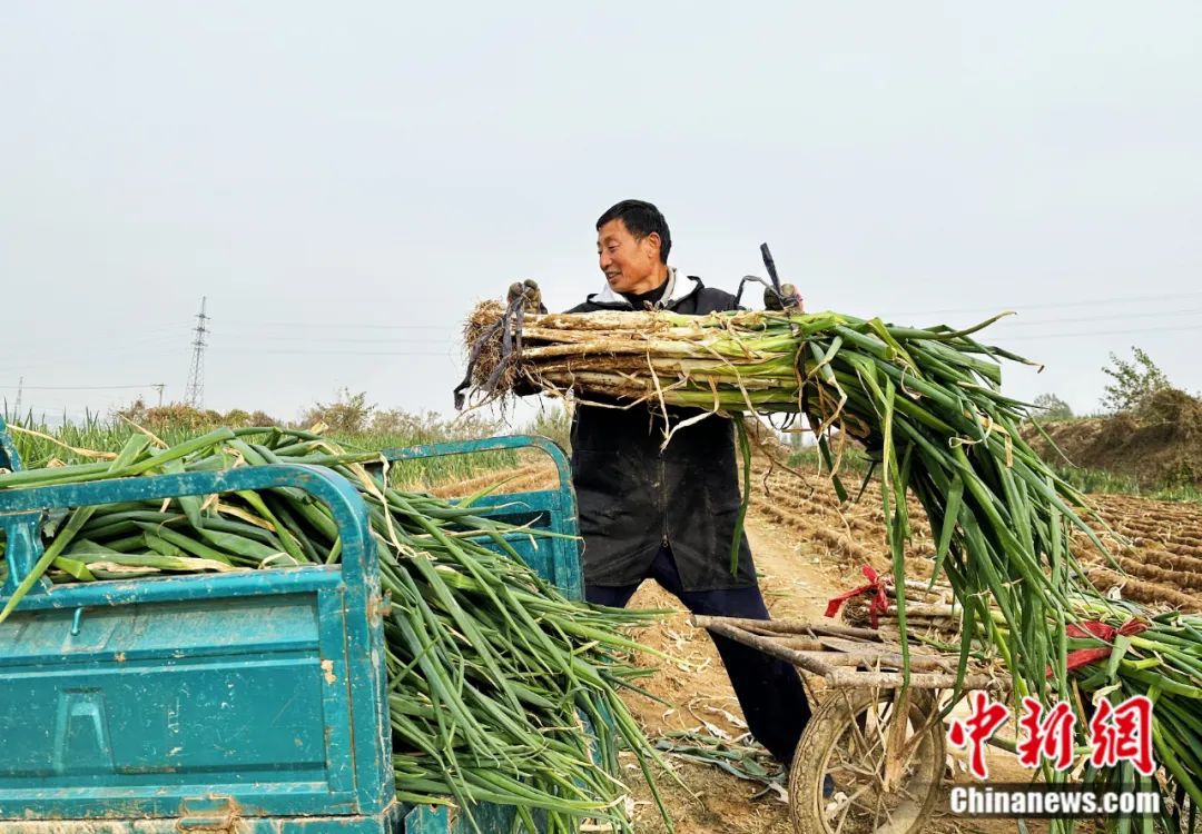 章丘大葱 姚明图片