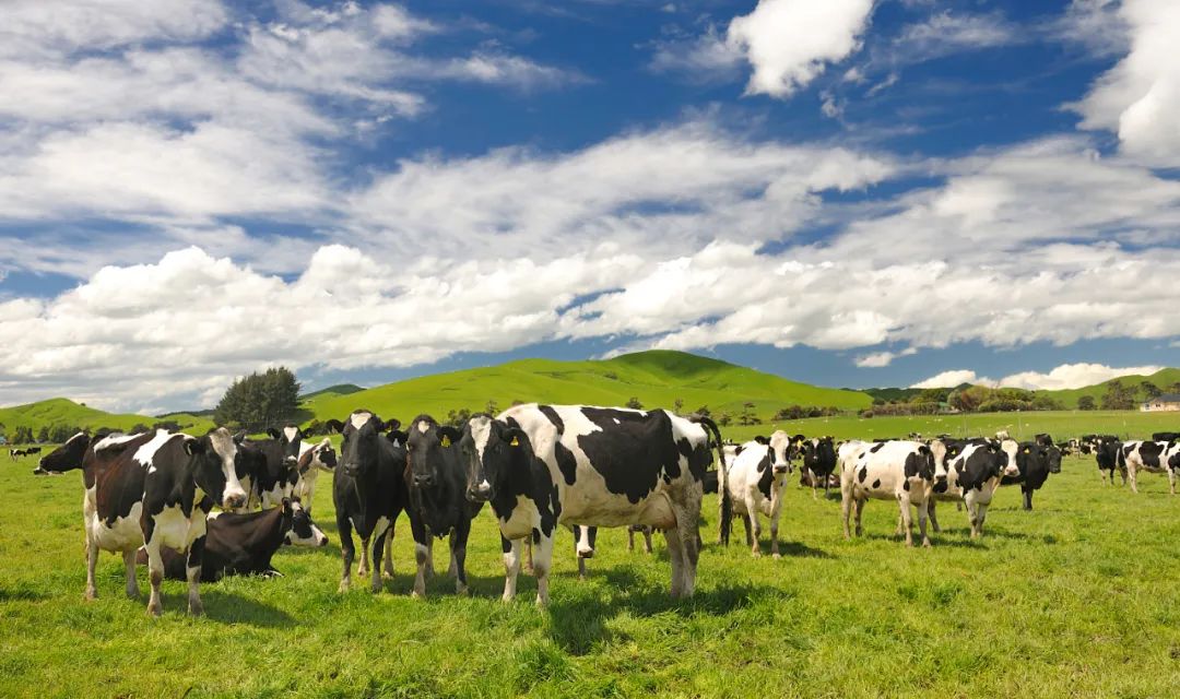 新西兰农业:绿水青山如何变成金山银山?