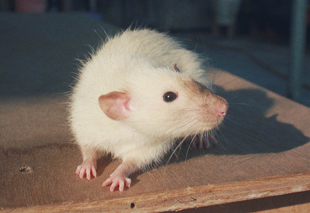 花枝鼠鼻子上有红色分泌物是什么?应该怎么办