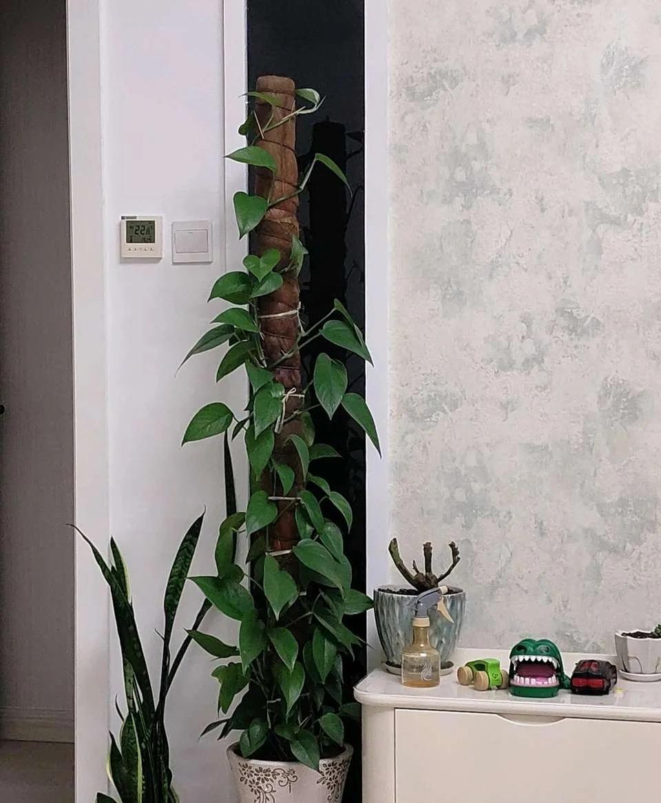 8种能吸甲醛的花,好养漂亮,家里至少放一盆!