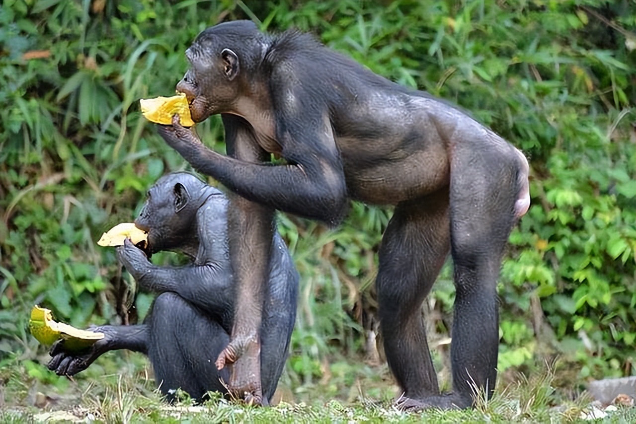 人类禁止近亲结婚,为何却让动物"回交",这么做是为什么?