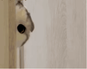 真甜!莱西这里的樱桃桑葚熟了,本周末采摘节开幕