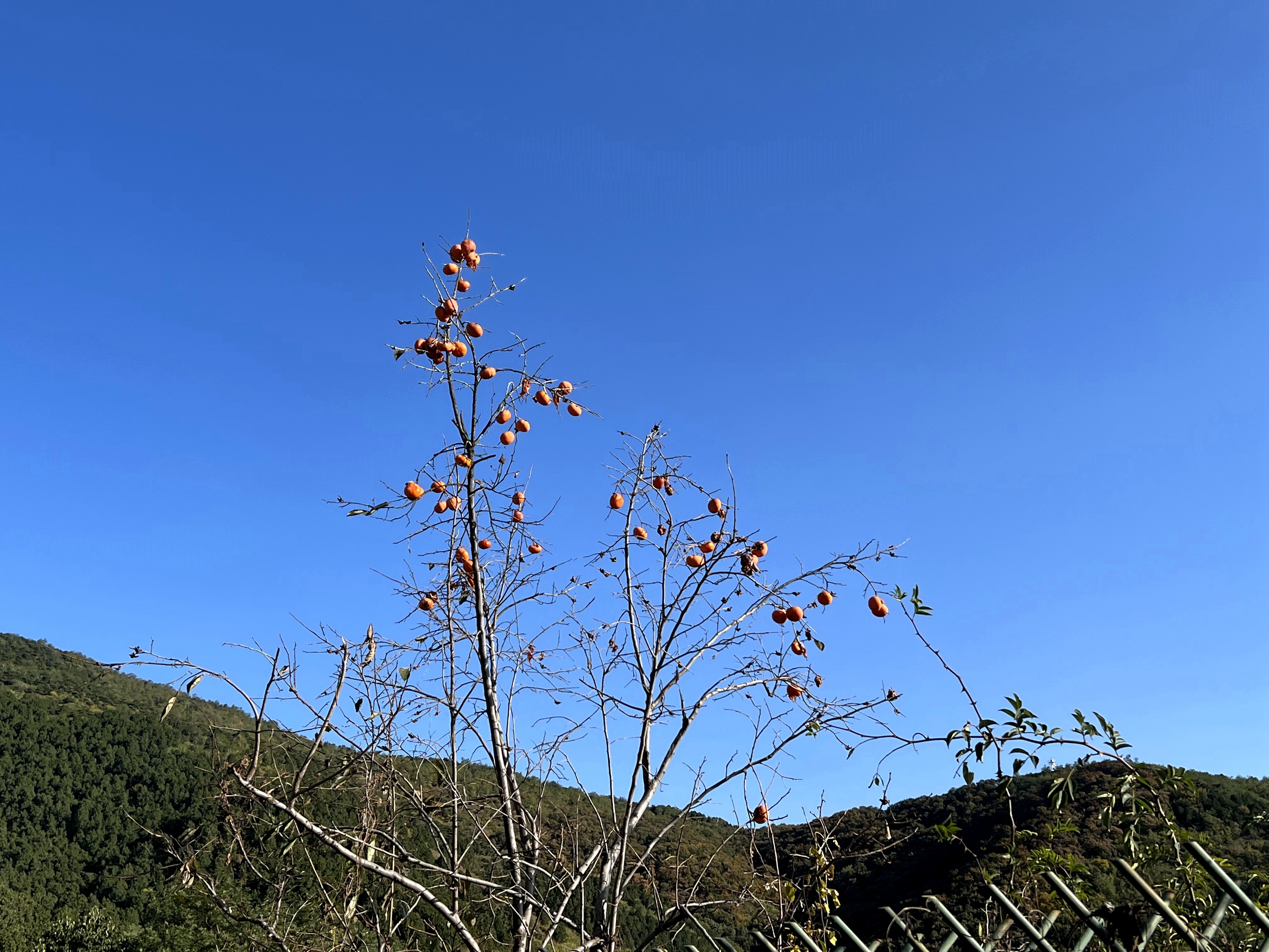 香山植物园秋天美景图片