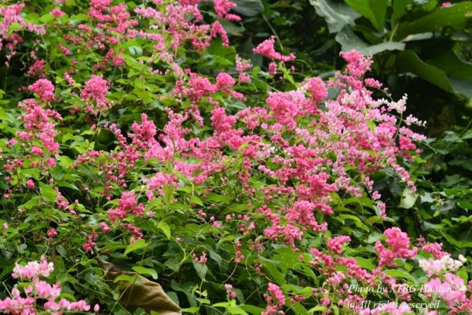 賞花|西雙版納熱帶植物園國慶開花100種