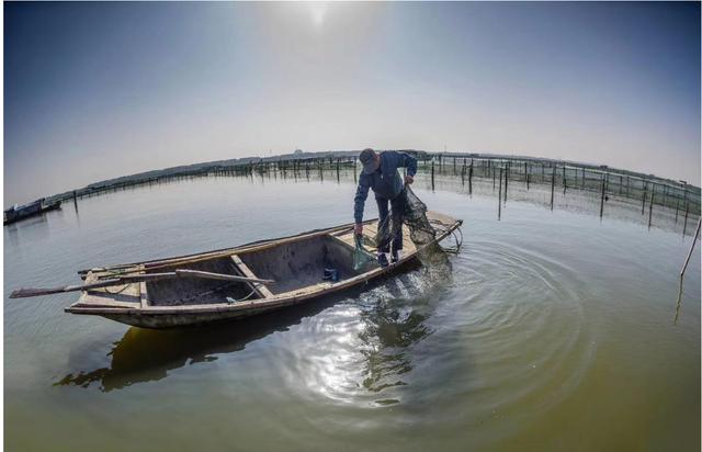 河蟹养殖池塘蓝藻绿色防控技术