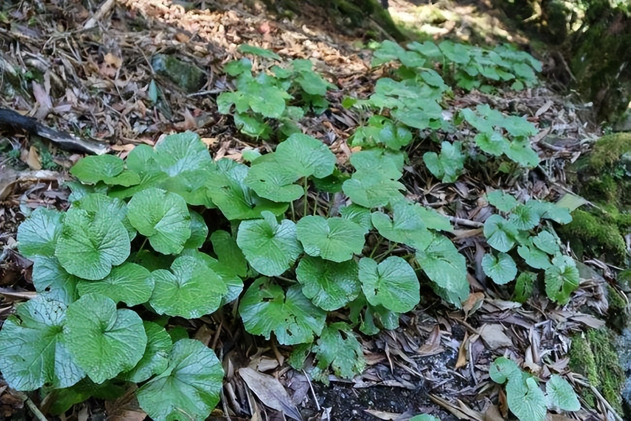 山萮菜属图片