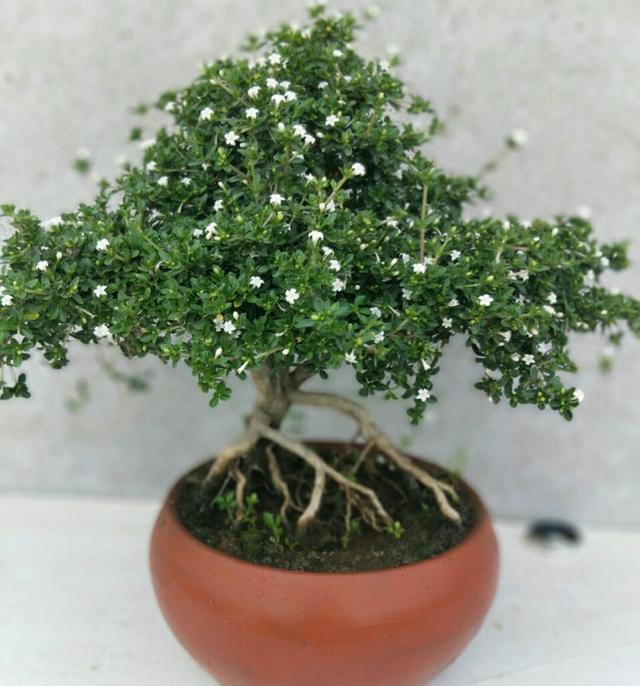 六月雪叶子发黄干边开花小是怎么回事?4点原因容易被忽视