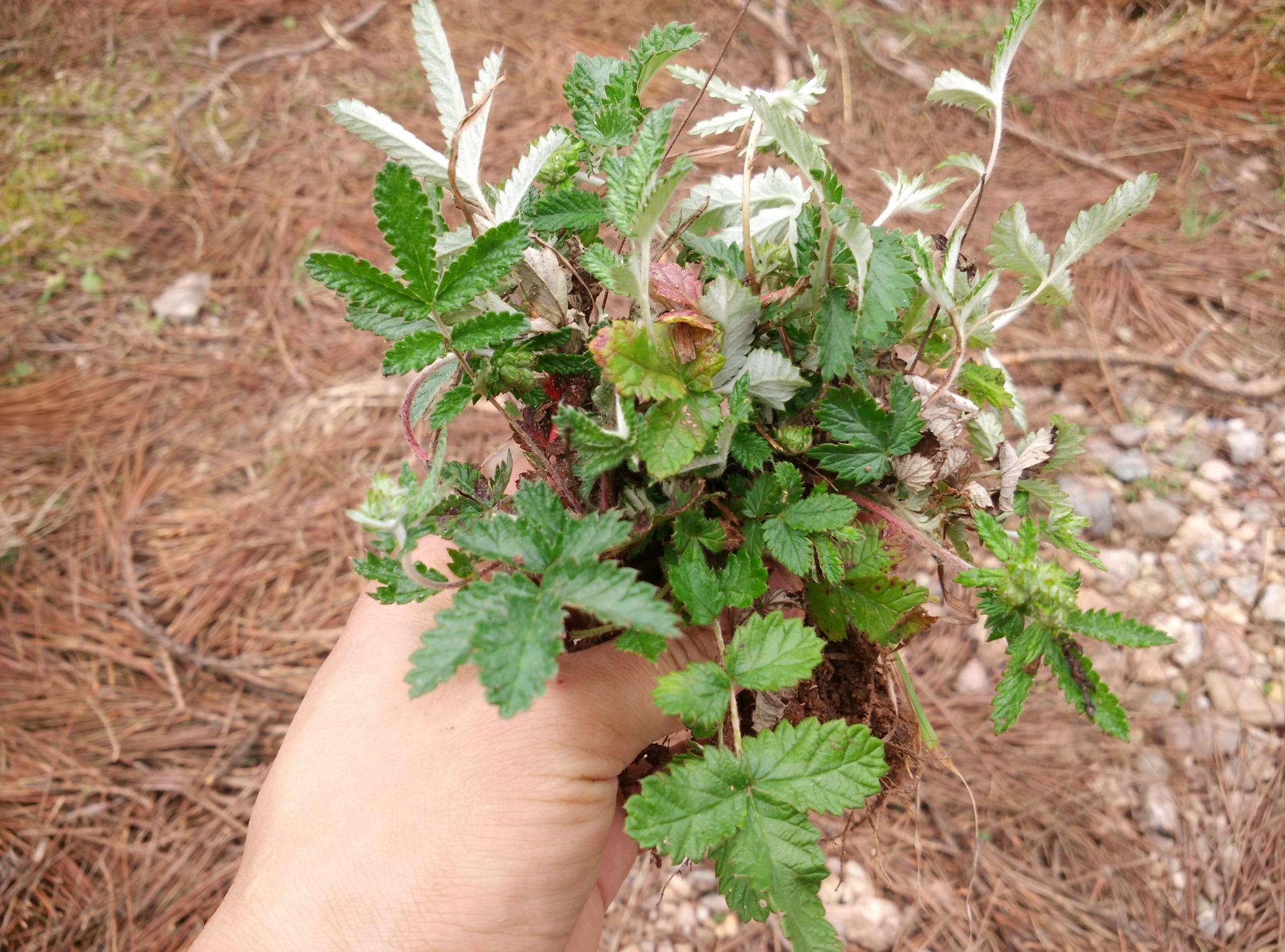 鸡腿参药用价值图片