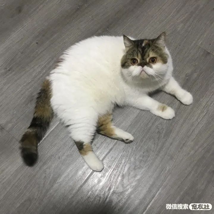 武汉宠物领养!3岁三色加菲母猫无偿领养,宠友社发布