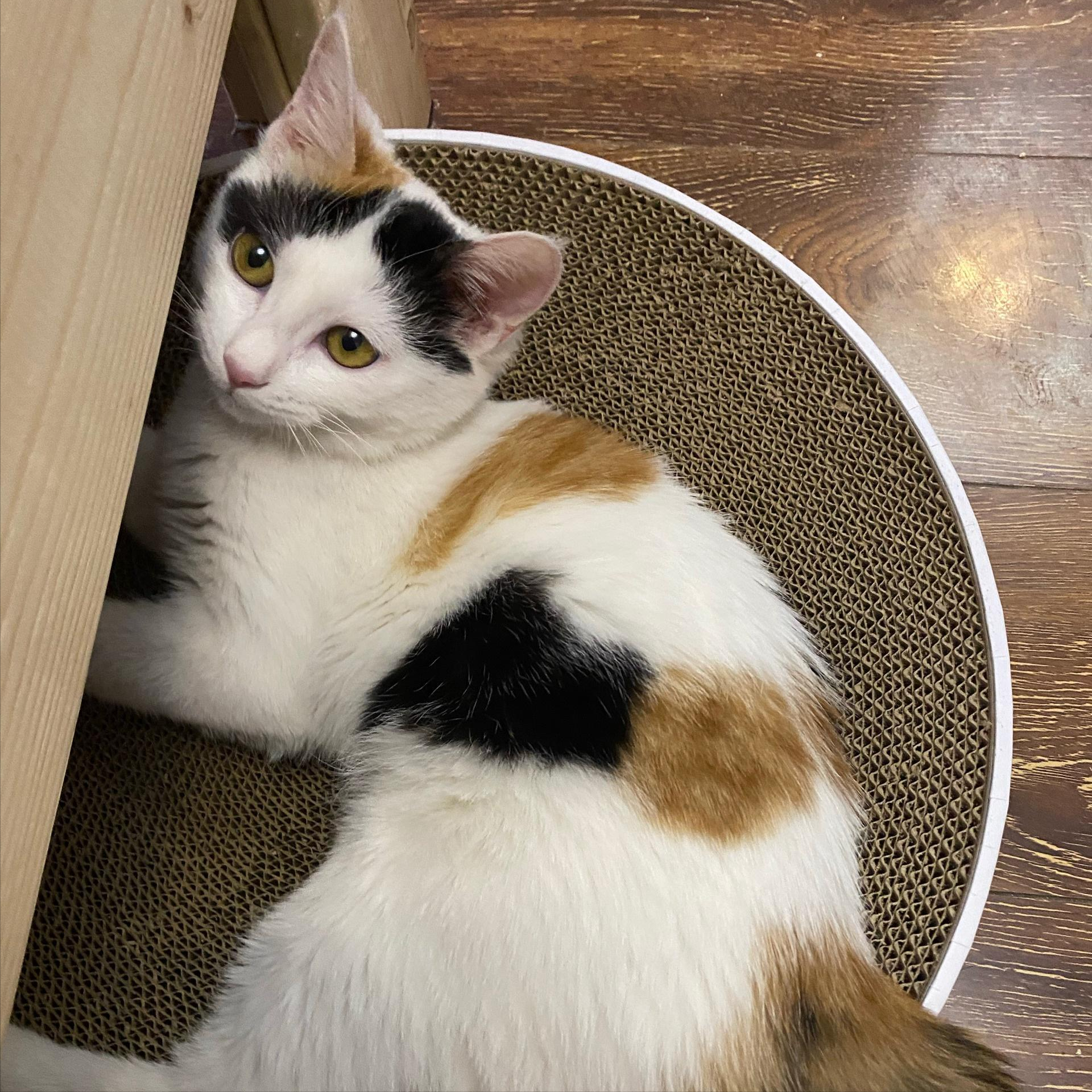 田园三花猫,果真是"宝藏猫咪",养过的人都说好!