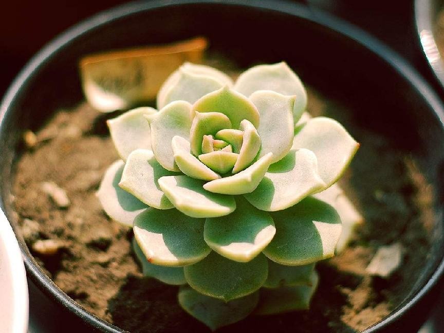 多肉花语象征和寓意是什么?推荐这5种家养多肉植物,好看又好养