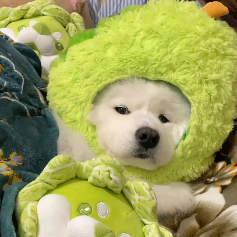 最近娱乐圈怎么总是老黄瓜刷绿漆,旧瓜翻新啊?