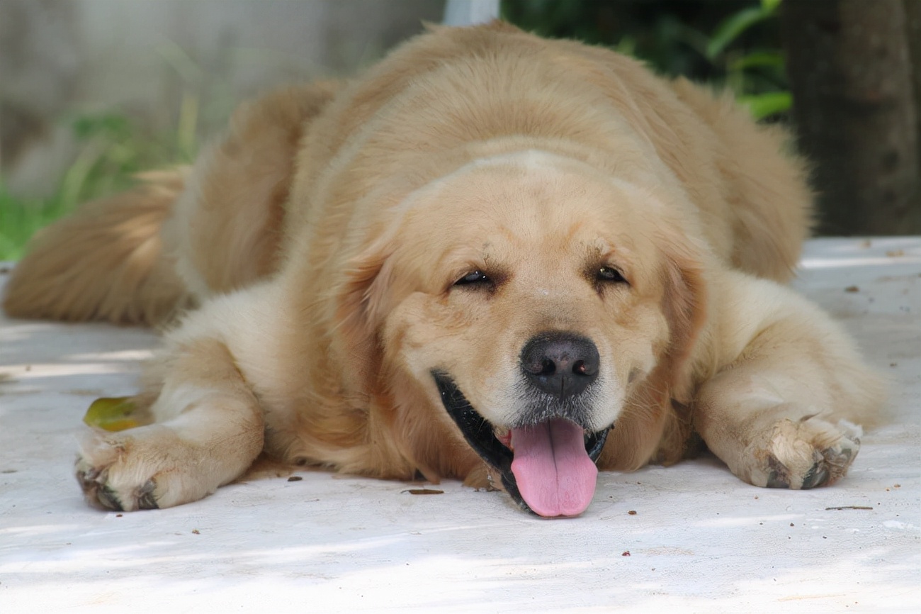 狗子身体杠杠的,睡前会干这"5种事"