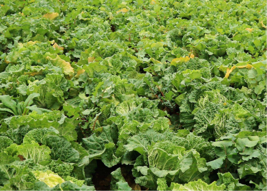 娃娃菜的种植不能马虎,靠谱的方法好好学,帮助自己种植出优质的