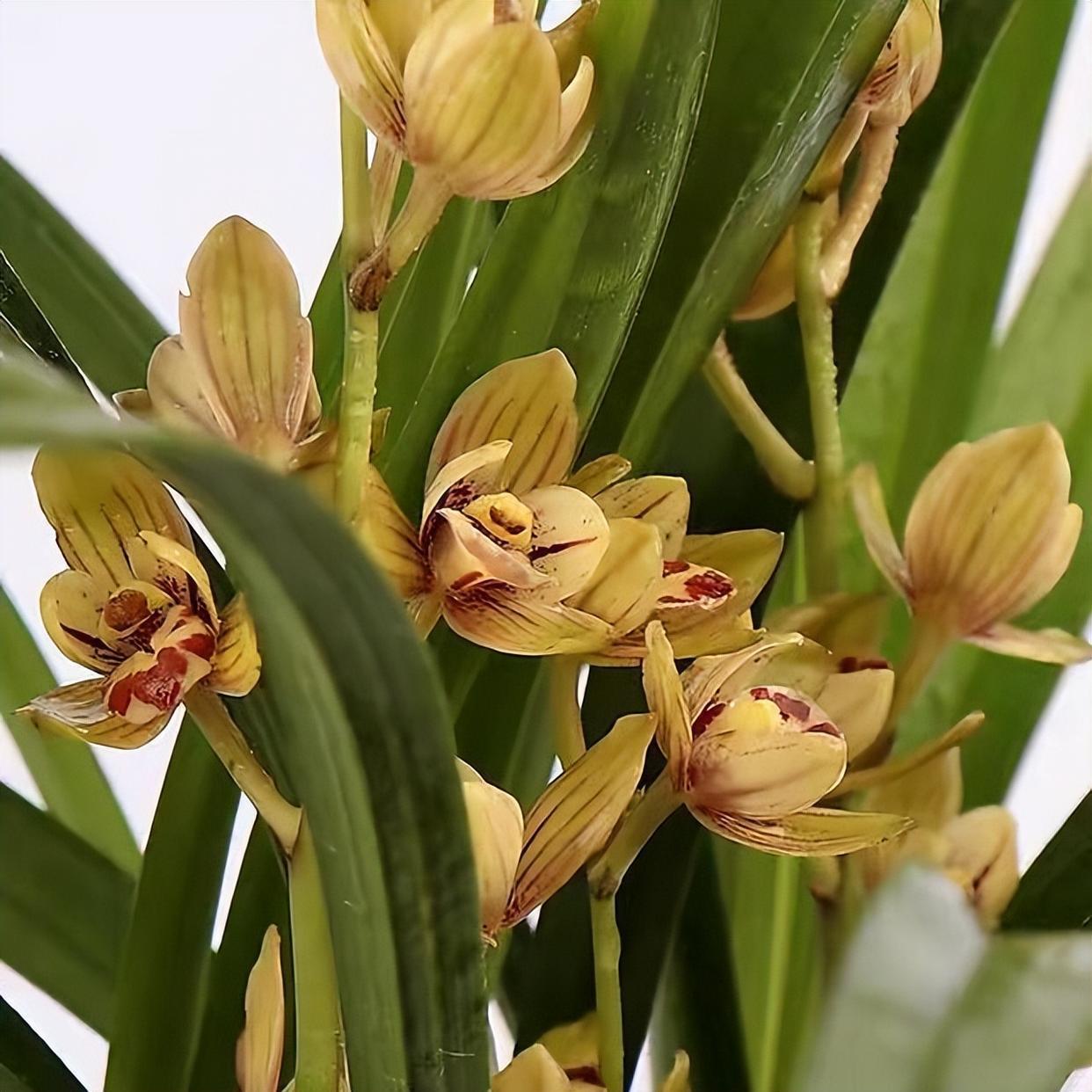 金荷—建兰老品种,近乎完美的兰花,皮实好养活,香气馥郁