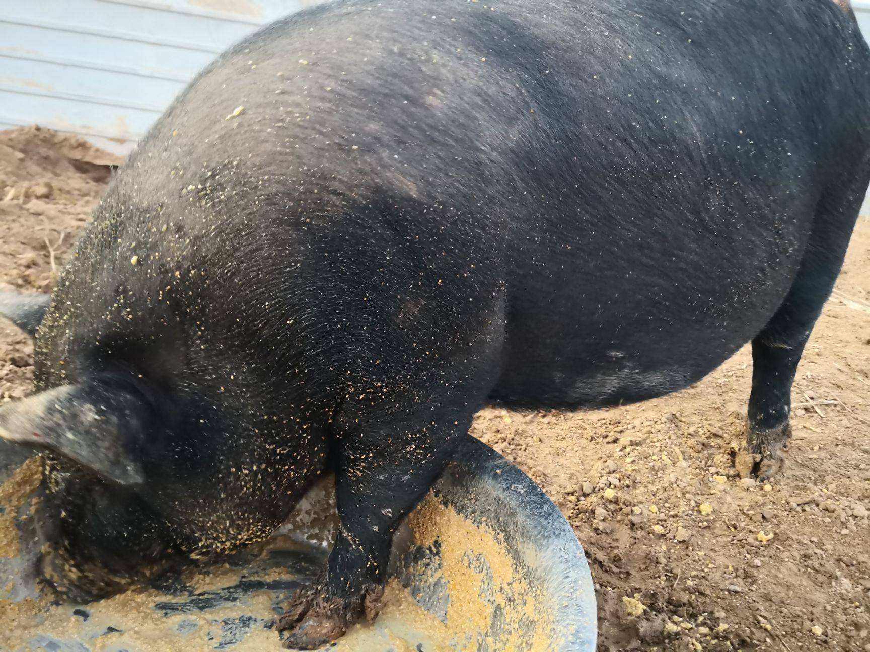 200斤的猪一天吃多少饲料?收藏学习!