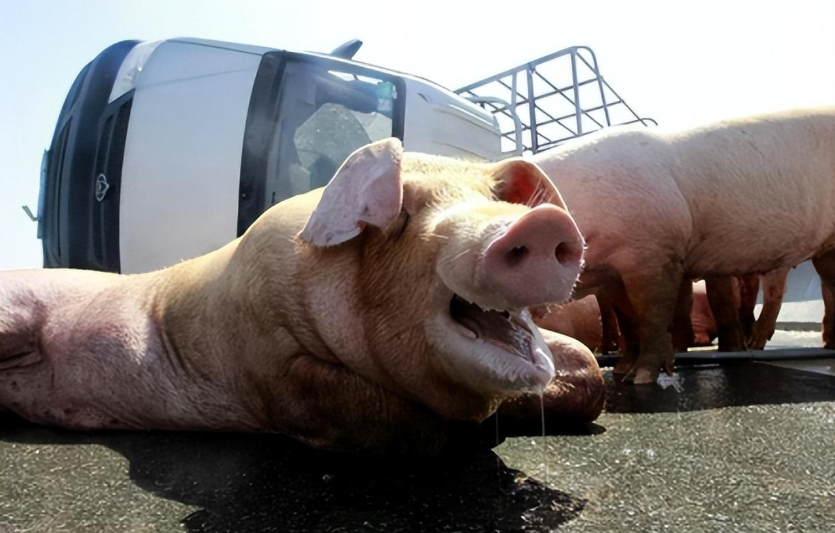 男子运猪车被扣,取车时猪全被晒死