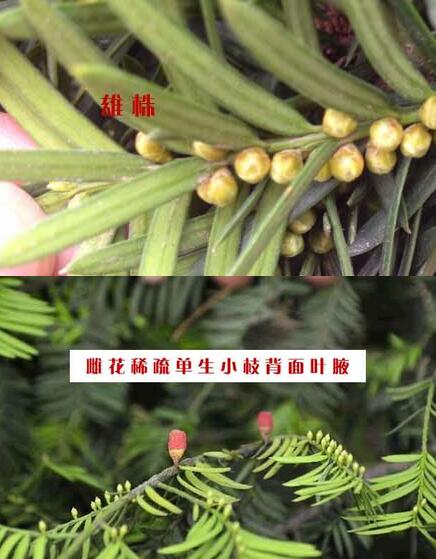 红豆杉也是分公母吗 怎么辨别