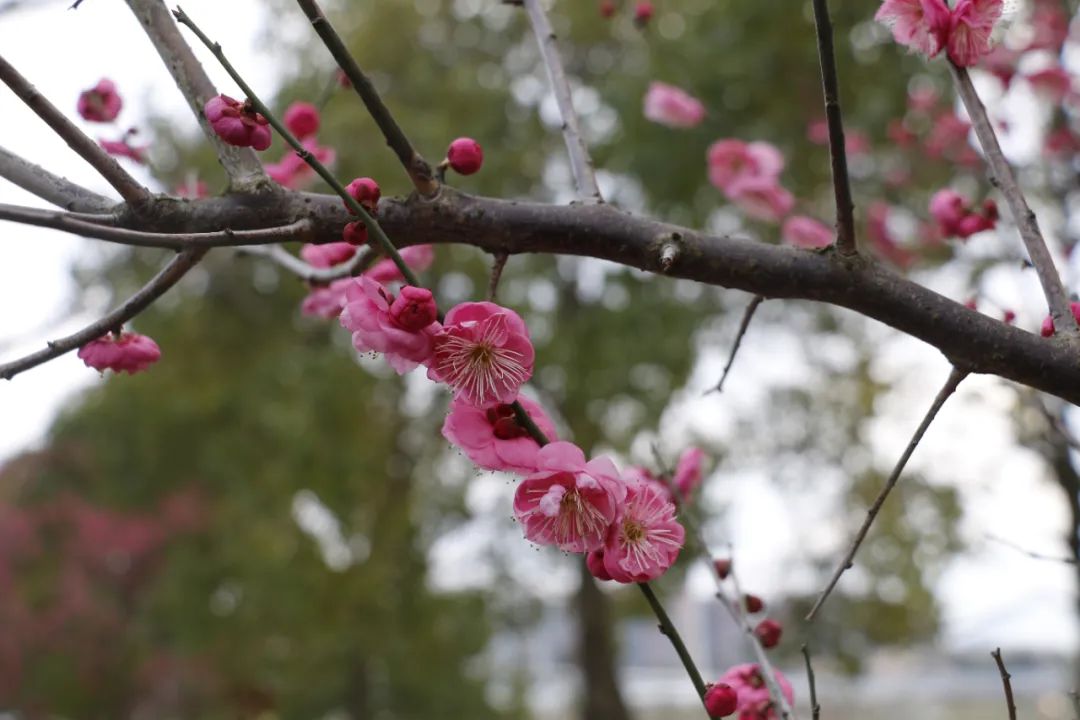 分享梅花照片几张