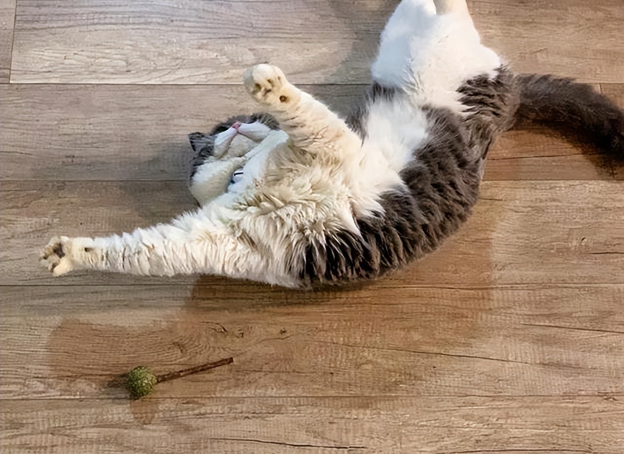 见到你"躺下打滚"的猫咪,是可爱表演还是病症信号?