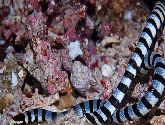 刺海蛇尾图片