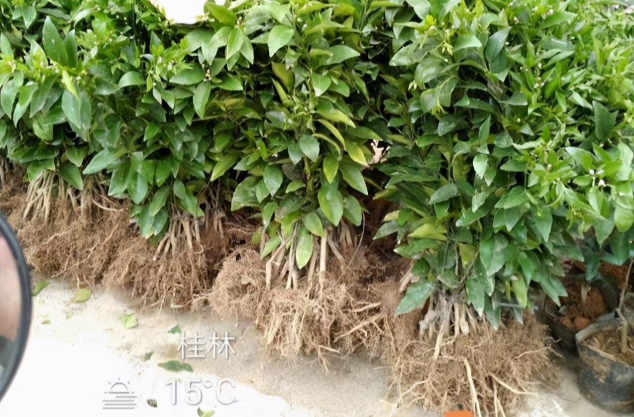 大田根外淋施生根粉的操作方法