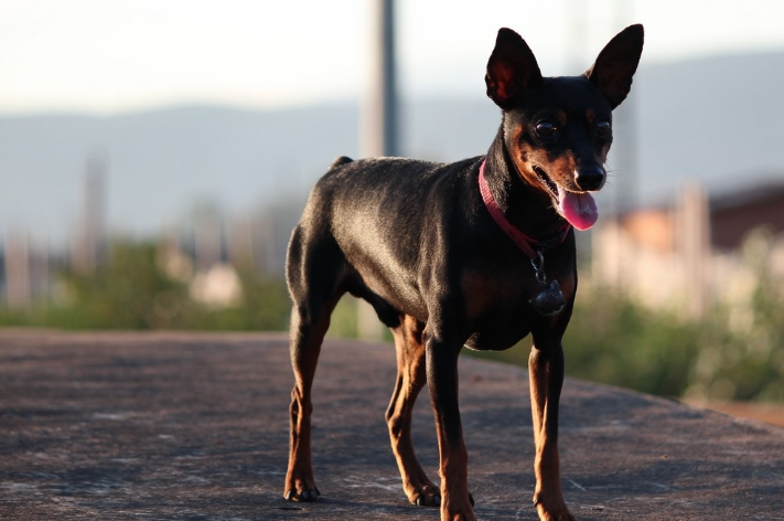 新手饲养小鹿犬,这几点要注意了!