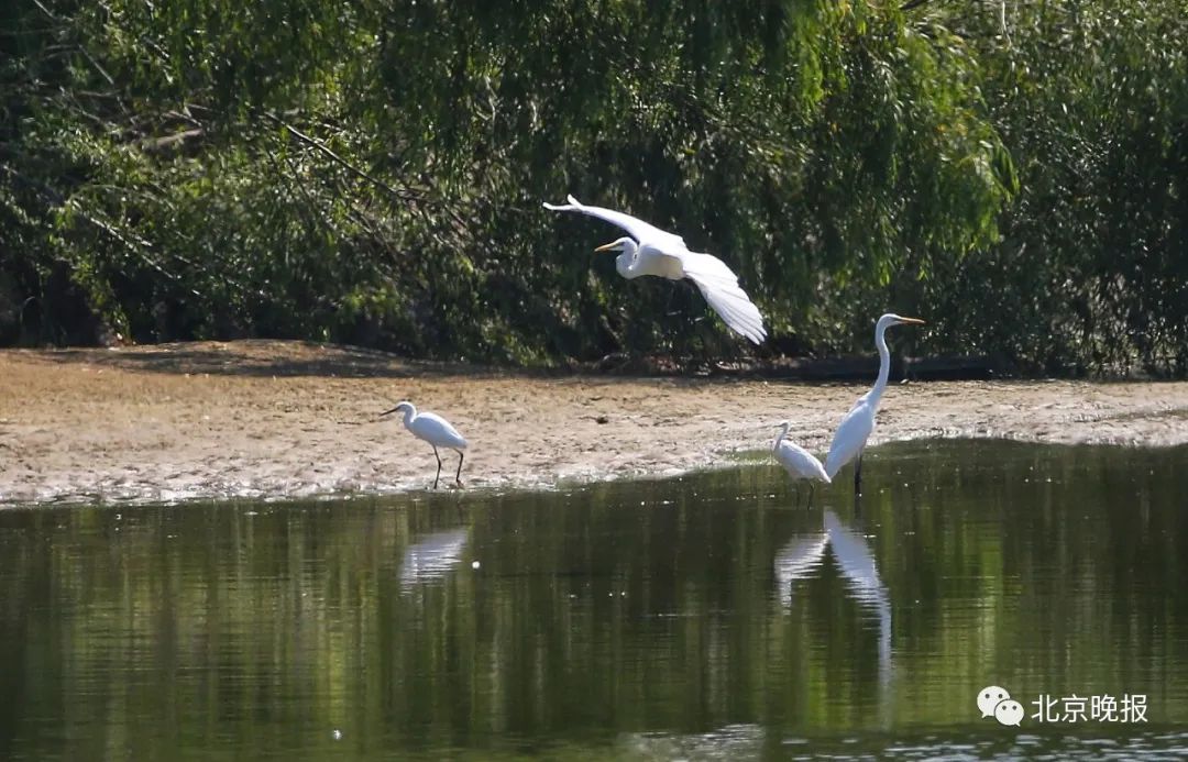 推荐|今日白露，现在是观赏夏候鸟最佳时期，来潮白河通州西集段看白鹭