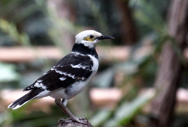 花八哥会说话吗?应该怎么训练?